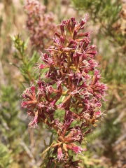 Ophryosporus