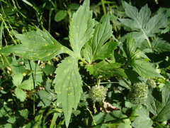 Puccinia hydrophylli