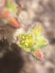 Chorizanthe commisuralis