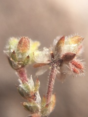 Chorizanthe commisuralis