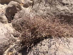 Chorizanthe commisuralis