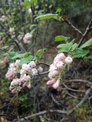 Ribes malvaceum viridifolium