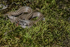 Transcaucasian Rat Snake photo 4