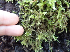 Brachythecium frigidum