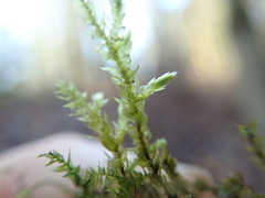 Brachythecium frigidum