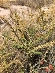 Adesmia atacamensis