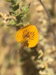 Adesmia atacamensis