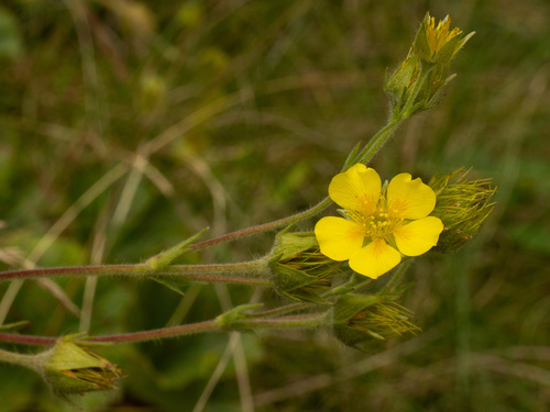 spreading avens (Geum radiatum)