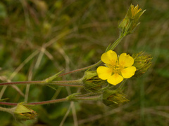 Geum radiatum, photograph (c) Turner Brockman, some rights reserved (CC BY-SA)