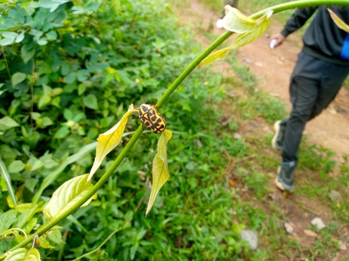Pachnoda cordata cordata