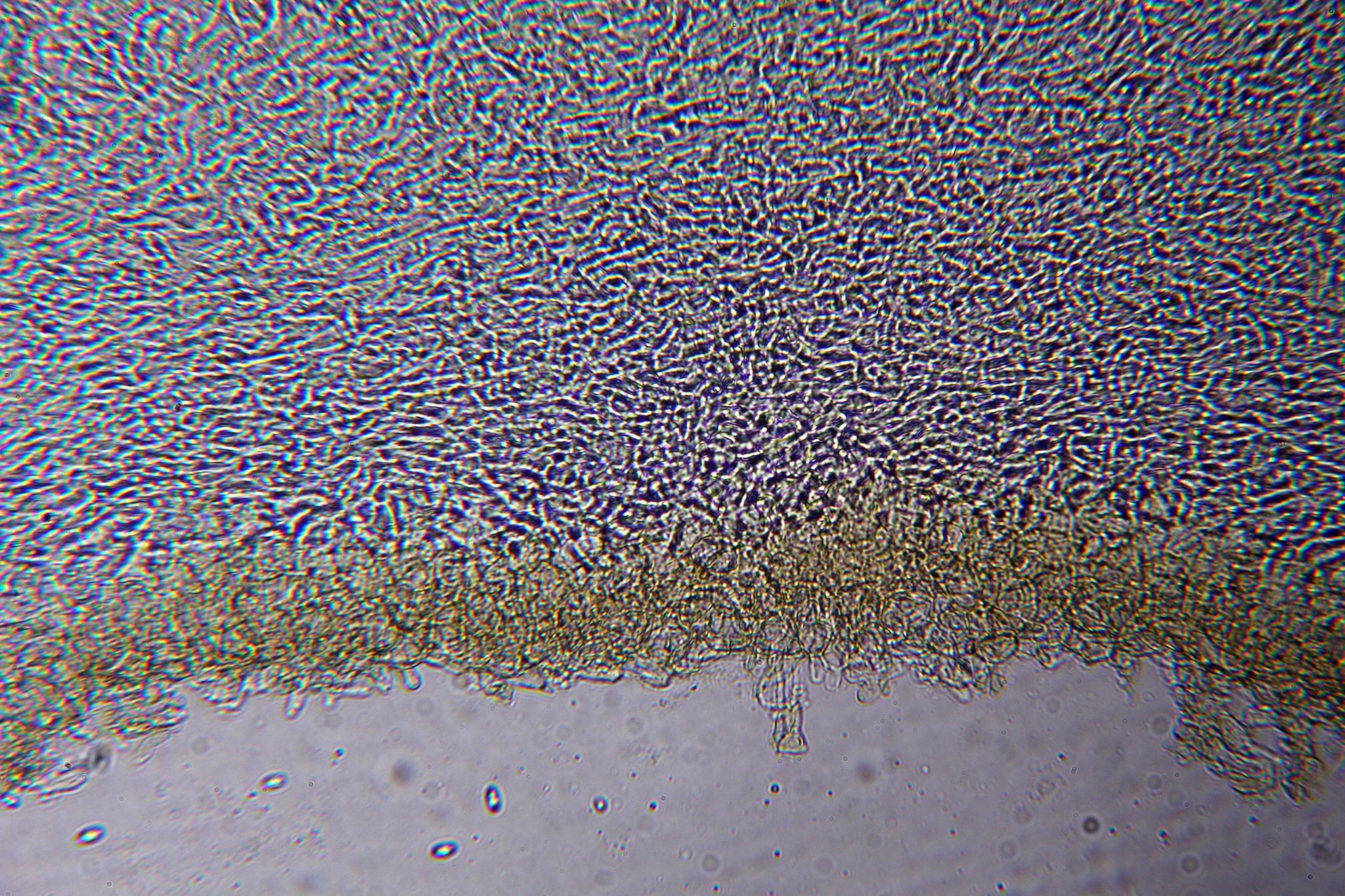 Otidea bufonia image