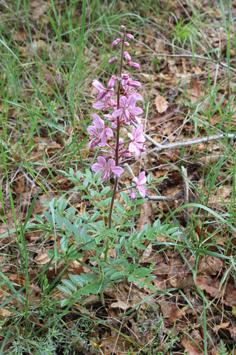Dictamnus albus