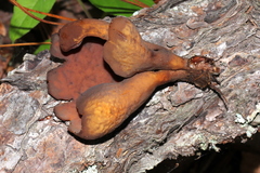 Otidea bufonia