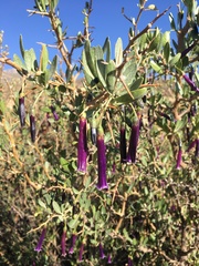 Dunalia spinosa