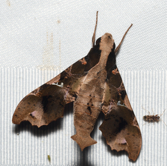 Callionima denticulata