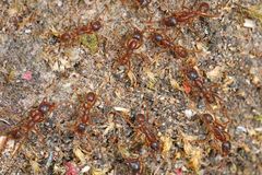 Labidus spininodis