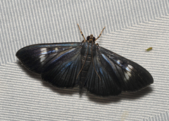 Erilusa