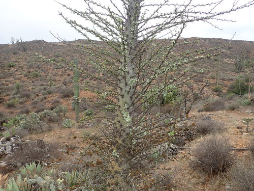 Boojum tree