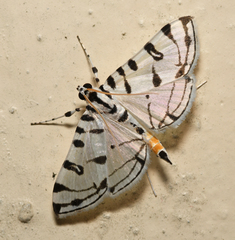 Conchylodes platinalis