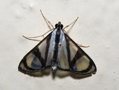 Glyphodes extorris