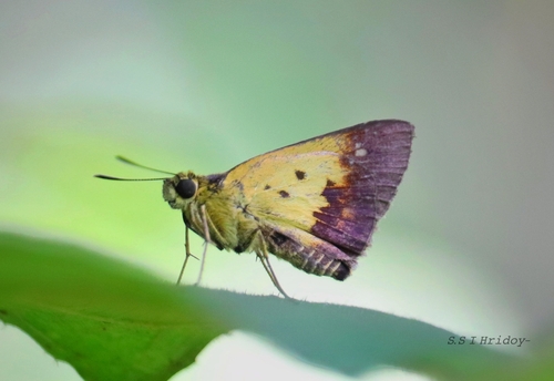 Zographetus satwa