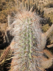 Oreocereus leucotrichus