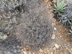 Euphorbia tomentulosa