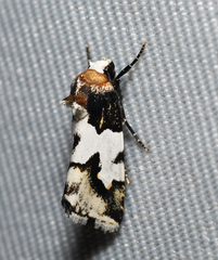 Bryolymnia roma