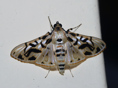 Azochis