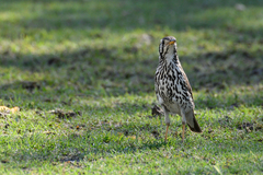 Turdus litsitsirupa