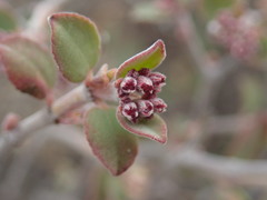 Euphorbia tomentulosa