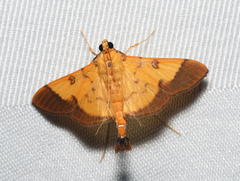 Desmia flavalis
