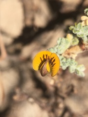 Adesmia spinosissima