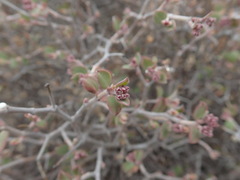 Euphorbia tomentulosa
