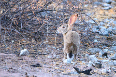 Lepus victoriae