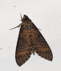 Manduca occulta
