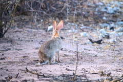 Lepus victoriae
