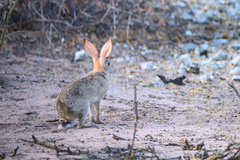 Lepus victoriae
