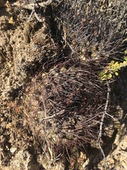 Neowerdermannia chilensis