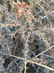 Junellia seriphioides