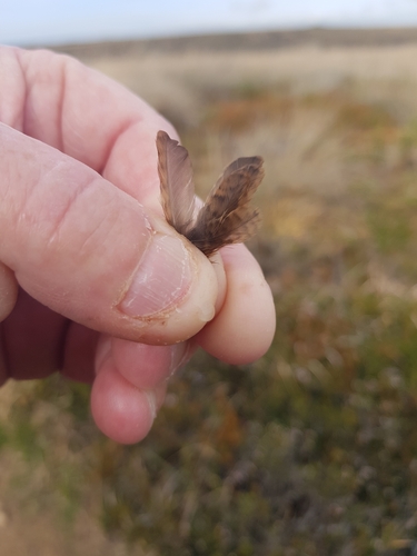 Plume de Troglodyte mignon