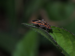 Graptostethus servus