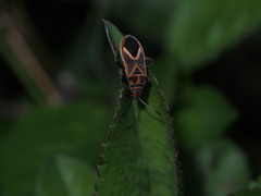 Graptostethus servus