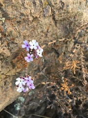 Junellia seriphioides