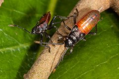Arocatus rubromarginatus