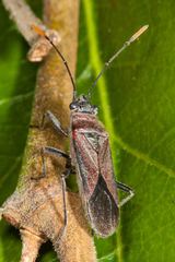 Arocatus rubromarginatus