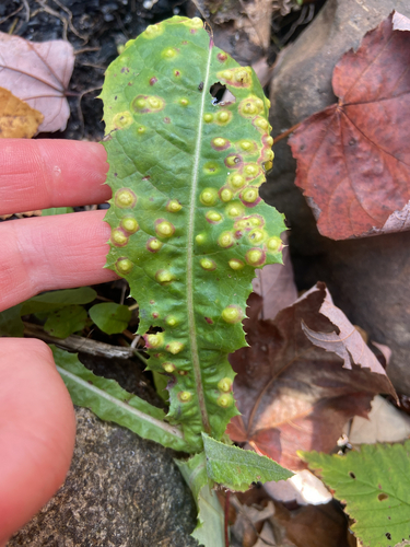 Unknown species found near Ryan Rd, Duluth, MN, US