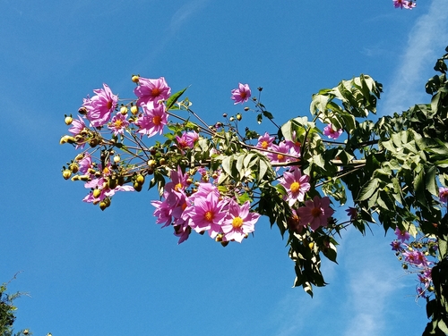 Tree Dahlia