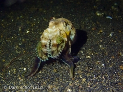 Amphioctopus marginatus