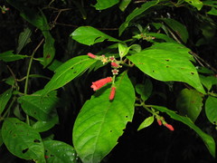 Hamelia rovirosae